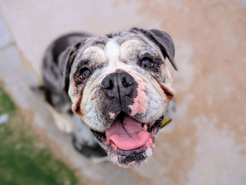 English Bulldog for adoption in Cardiff, Glamorgan – 2 years old - Image 6 of 6