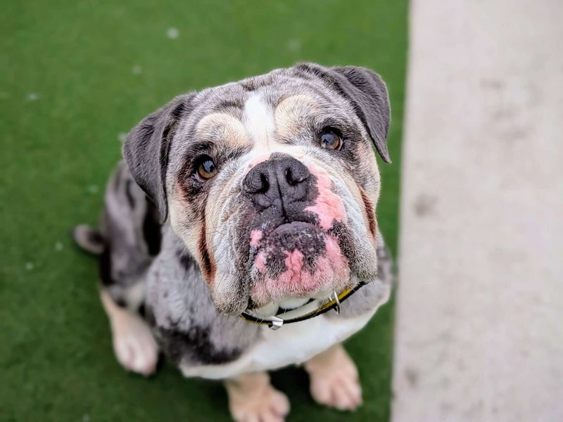 English Bulldog for adoption in Cardiff, Glamorgan – 2 years old - Image 3 of 6