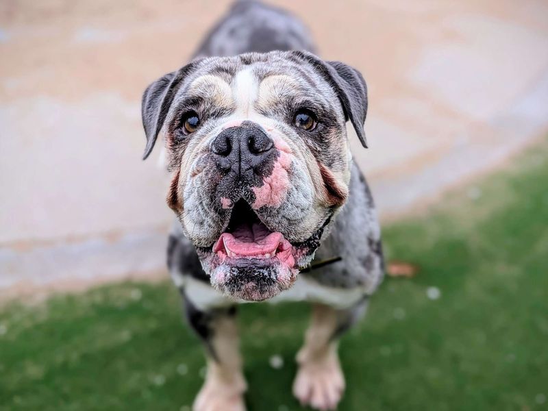English Bulldog for adoption in Cardiff, Glamorgan – 2 years old - Image 4 of 6