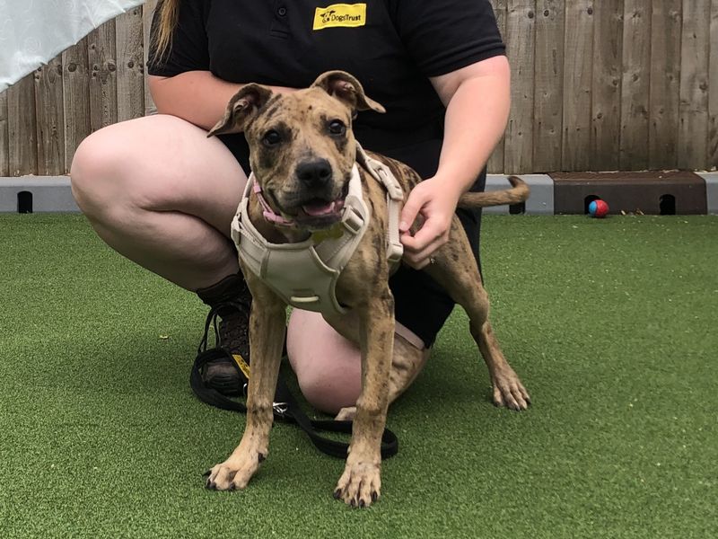 Staffordshire Bull Terrier for adoption in Leeds, Yorkshire – 6 months old - Image 4 of 4
