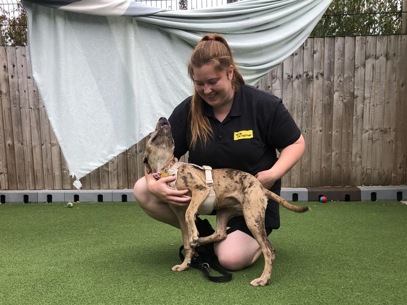 Staffordshire Bull Terrier for adoption in Leeds, Yorkshire – 6 months old - Image 2 of 4