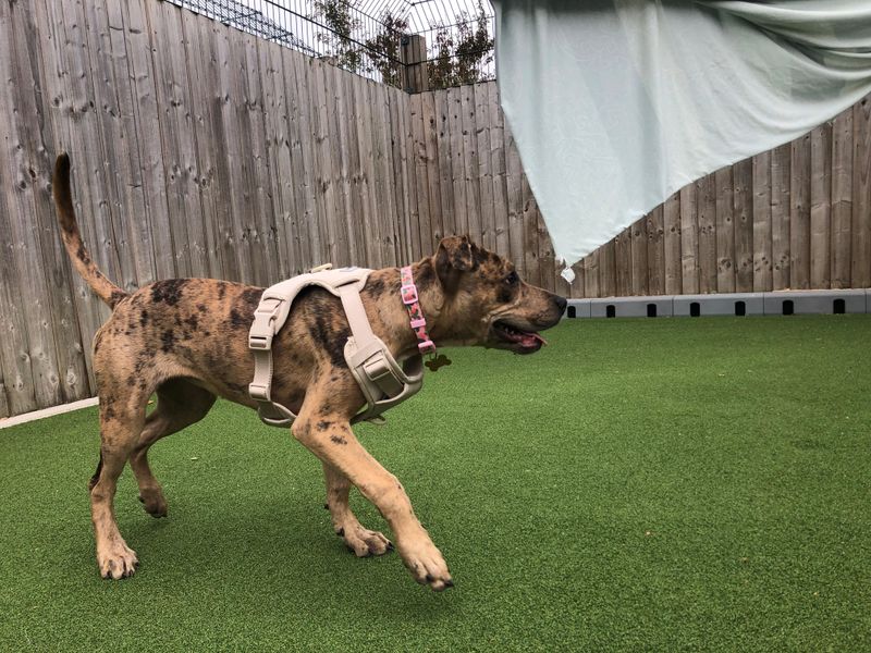 Staffordshire Bull Terrier for adoption in Leeds, Yorkshire – 6 months old - Image 3 of 4