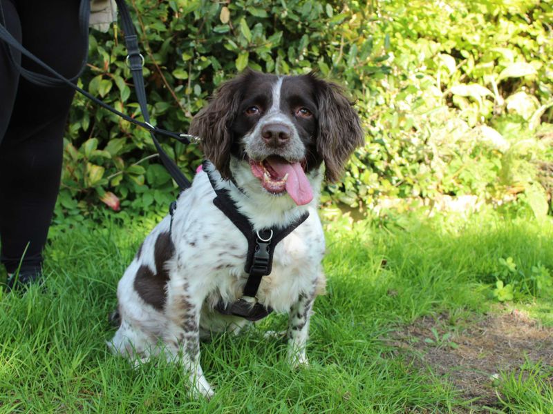 Springer Spaniel for adoption in Newbury, Berks – 5 years old - Image 2 of 5