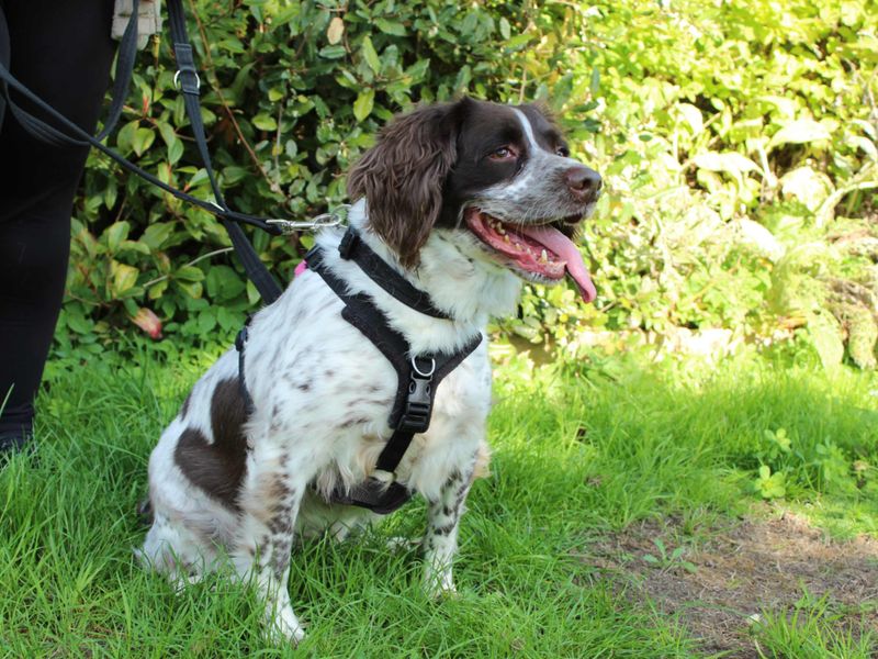 Springer Spaniel for adoption in Newbury, Berks – 5 years old - Image 4 of 5