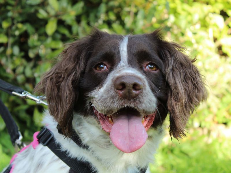 Luna | Spaniel (English Springer) | Newbury (Berkshire) - 1