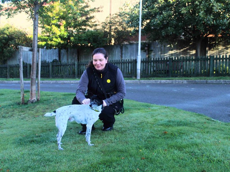 Jack Russell Terrier for adoption in Manchester, Greater Manchester – 12 years old - Image 3 of 4