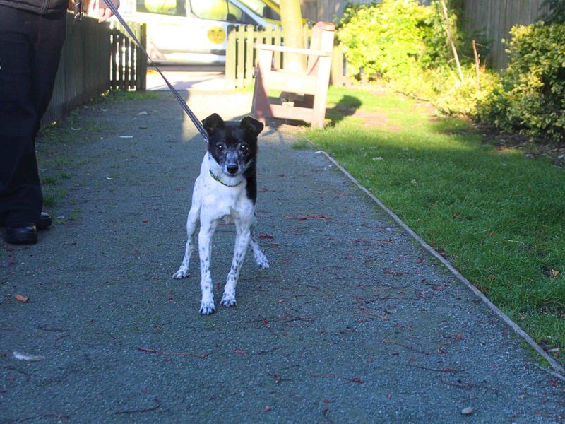 Jack Russell Terrier for adoption in Manchester, Greater Manchester – 12 years old - Image 4 of 4