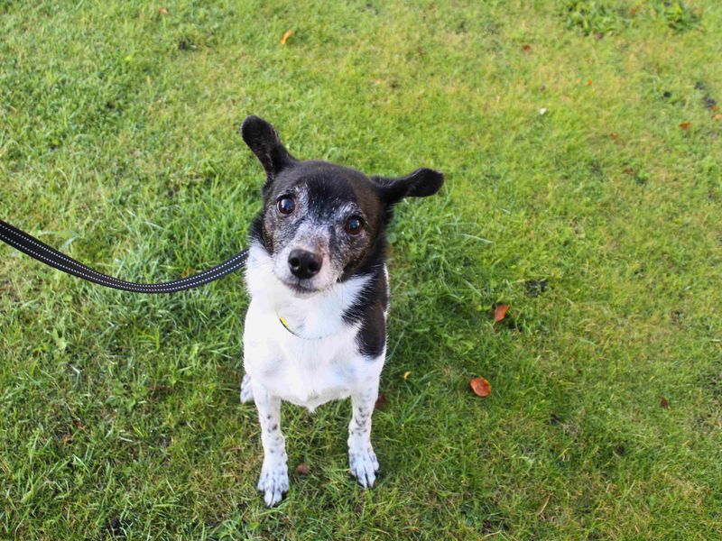Jack Russell Terrier for adoption in Manchester, Greater Manchester – 12 years old