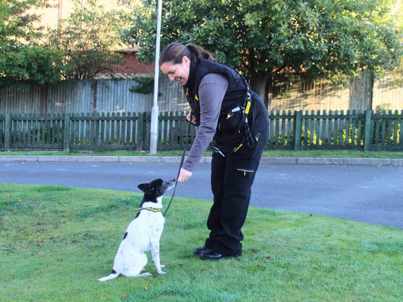 Jack Russell Terrier for adoption in Manchester, Greater Manchester – 12 years old - Image 2 of 4