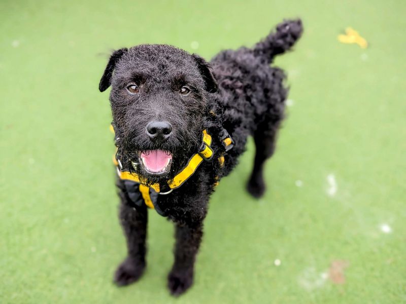 Mack | Terrier (Patterdale) | Cardiff - 1