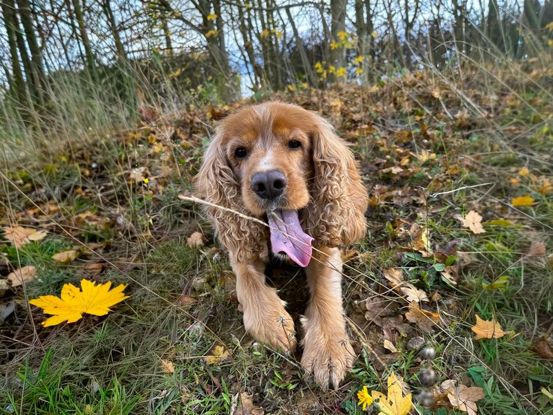 Cocker Spaniel for adoption in Wickford, Essex – 6 years old