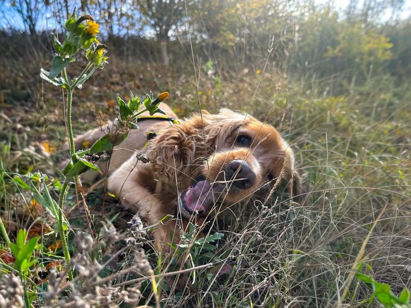 Cocker Spaniel for adoption in Wickford, Essex – 6 years old - Image 2 of 2