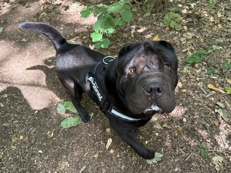 Solo | Shar Pei | Canterbury - 1