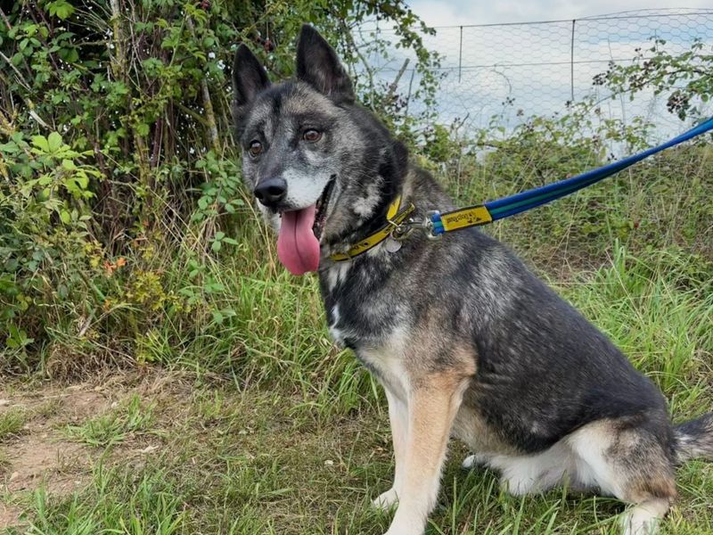 Siberian Husky for adoption in Snetterton, Norfolk – 10 years old - Image 4 of 4