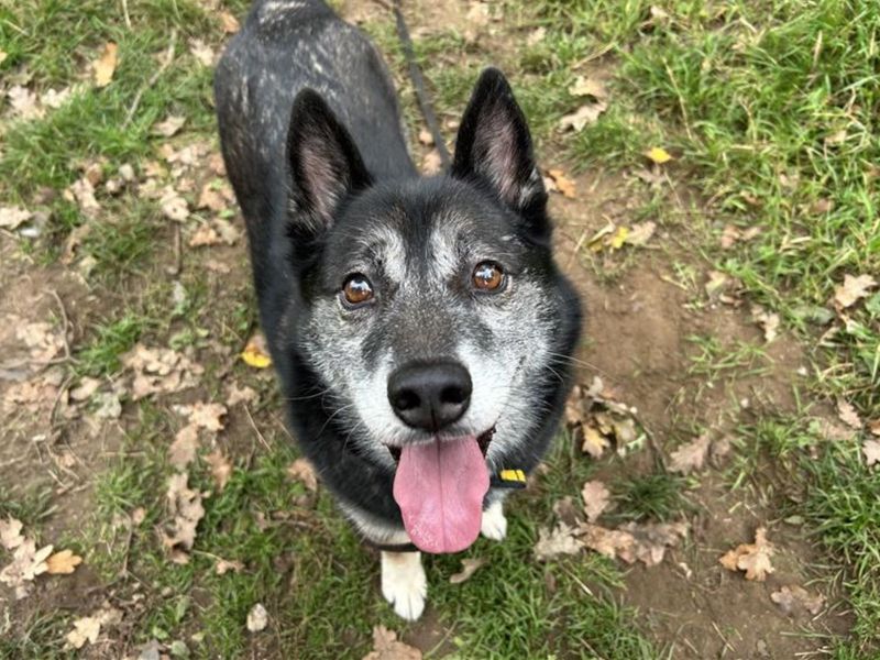 Siberian Husky for adoption in Snetterton, Norfolk – 10 years old - Image 3 of 4