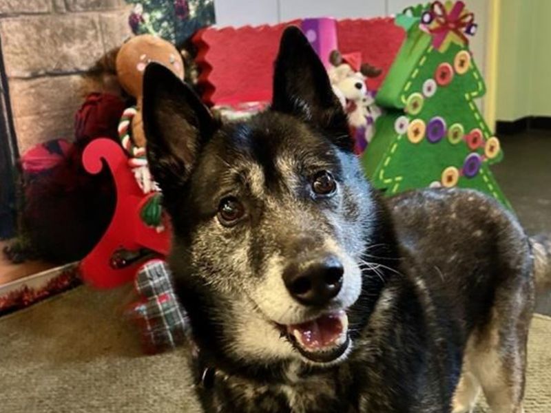 Siberian Husky for adoption in Snetterton, Norfolk – 10 years old