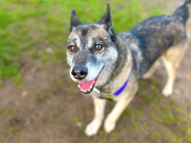 Aven | Siberian Husky Cross | Snetterton (Norfolk) - 1