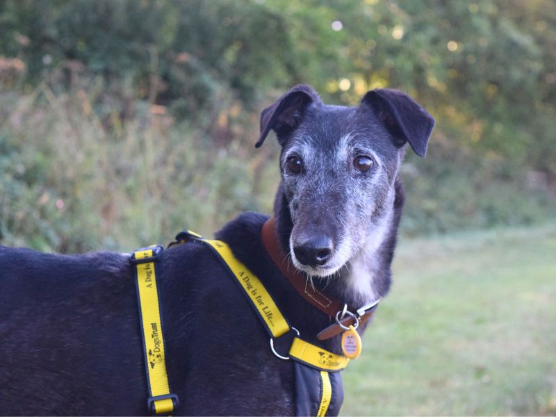 Greyhound for adoption in Uxbridge, London – 7 years old - Image 3 of 3