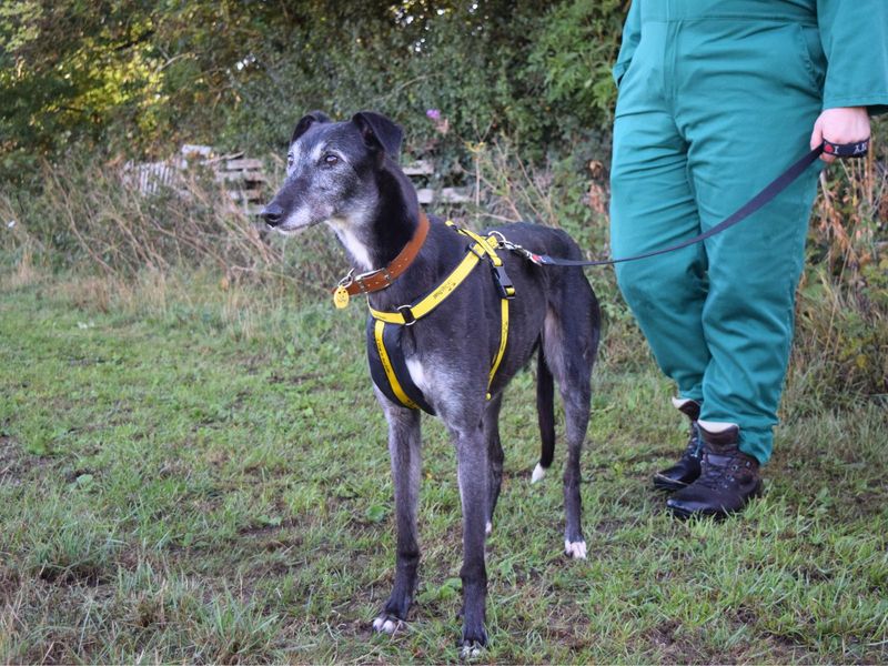 Greyhound for adoption in Uxbridge, London – 7 years old