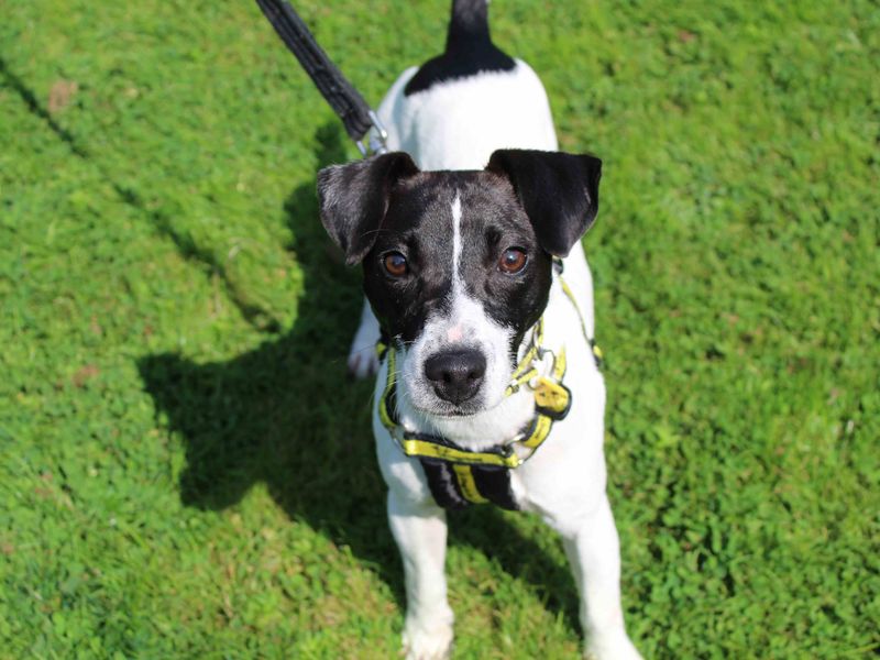 Amy | Terrier (Jack Russell) Cross | Glasgow - 1