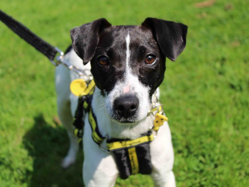 Jack Russell Terrier for adoption in Glasgow, Scotland – 1 year old - Image 2 of 2