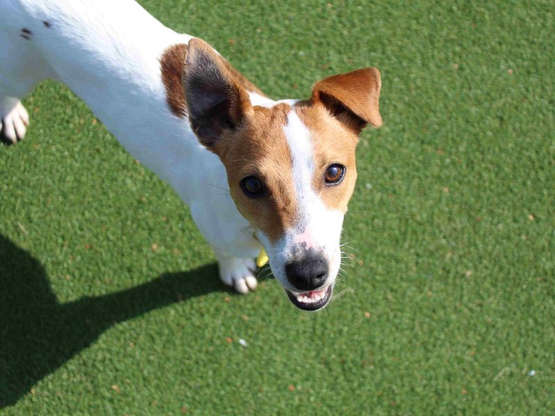 Jack Russell Terrier for adoption in Glasgow, Scotland – 1 year old - Image 2 of 7
