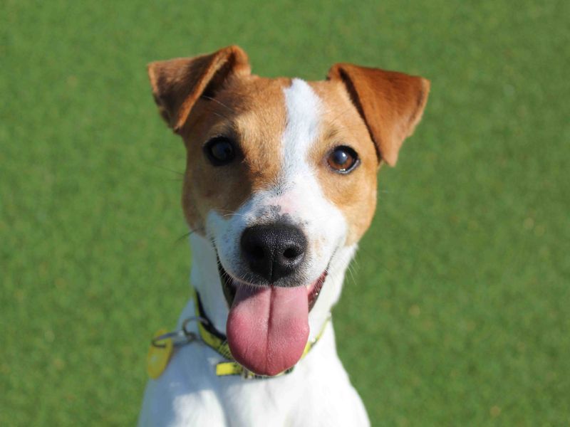 Jack Russell Terrier for adoption in Glasgow, Scotland – 1 year old - Image 3 of 7