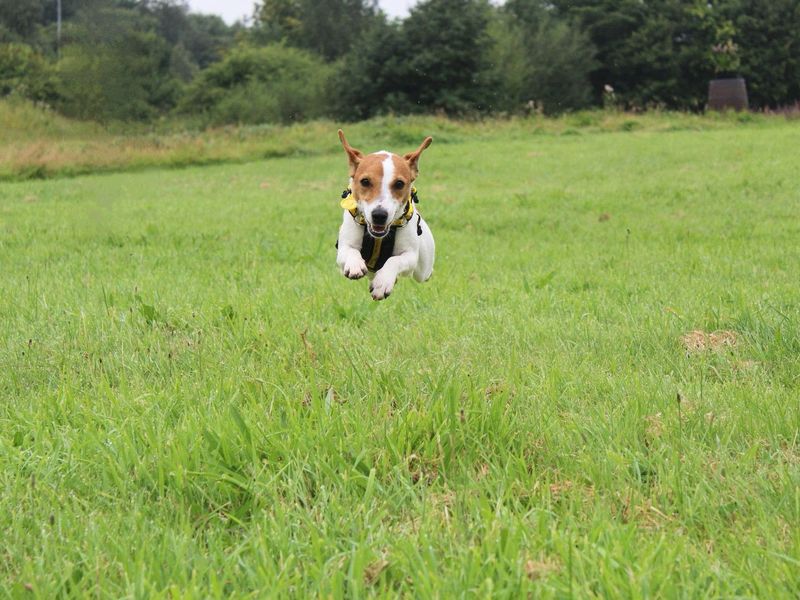 Jack Russell Terrier for adoption in Glasgow, Scotland – 1 year old - Image 6 of 7