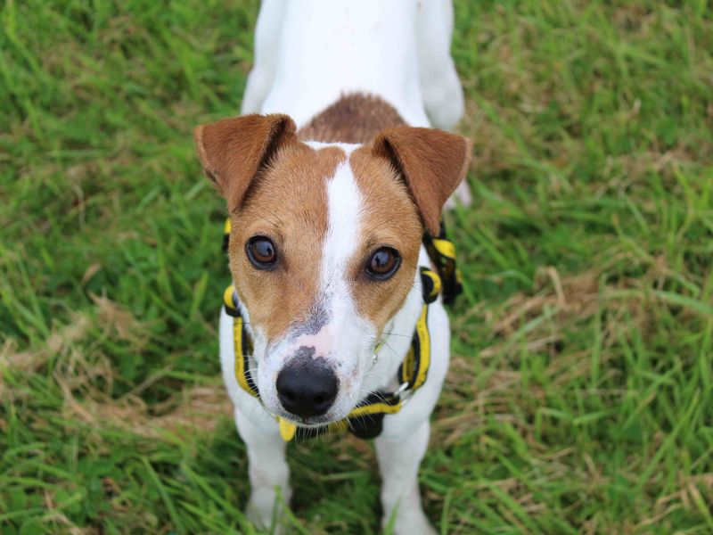Jack Russell Terrier for adoption in Glasgow, Scotland – 1 year old