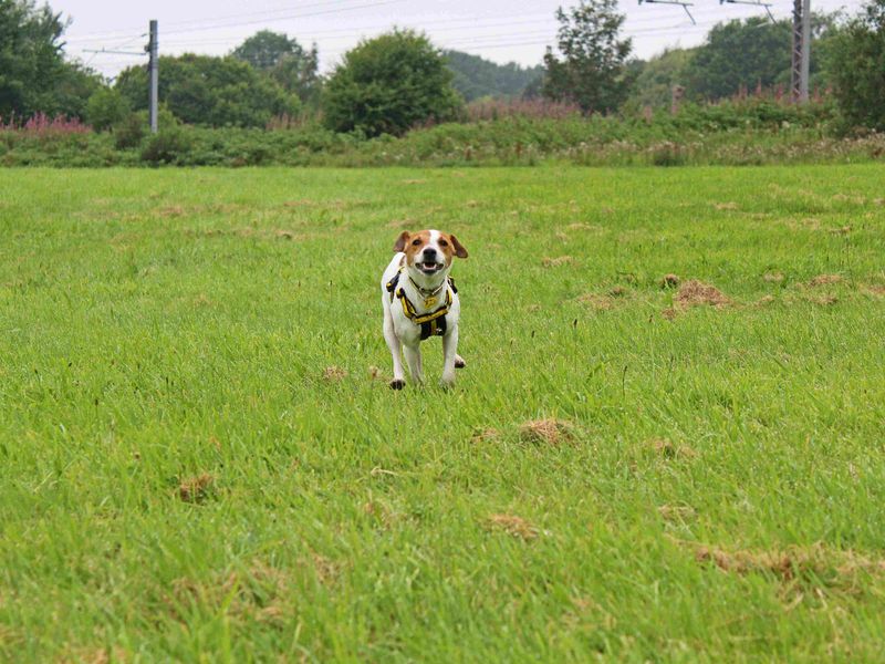 Jack Russell Terrier for adoption in Glasgow, Scotland – 1 year old - Image 5 of 7