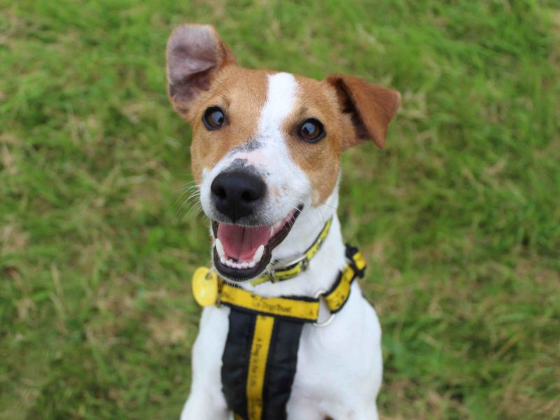 Jack Russell Terrier for adoption in Glasgow, Scotland – 1 year old - Image 7 of 7