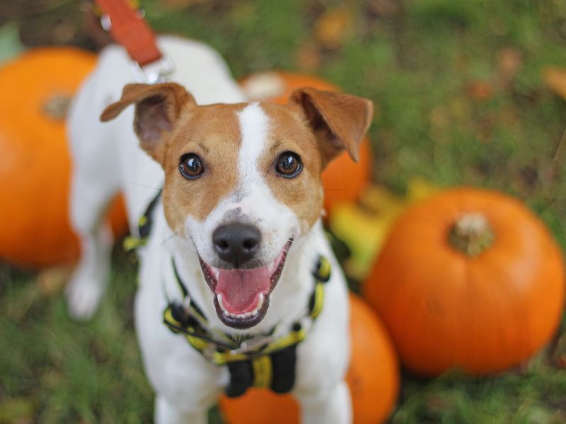 Jack Russell Terrier for adoption in Glasgow, Scotland – 1 year old - Image 4 of 7