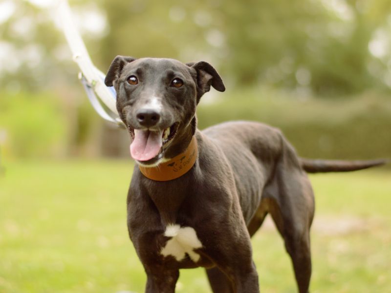 undefined | Lurcher | undefined - 1