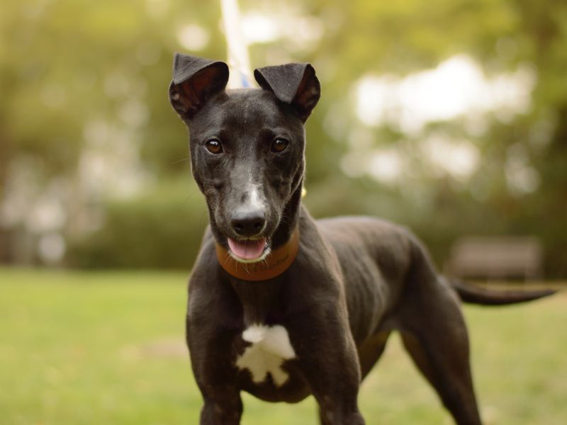 Luna | Lurcher | Kenilworth (West Midlands) - 1