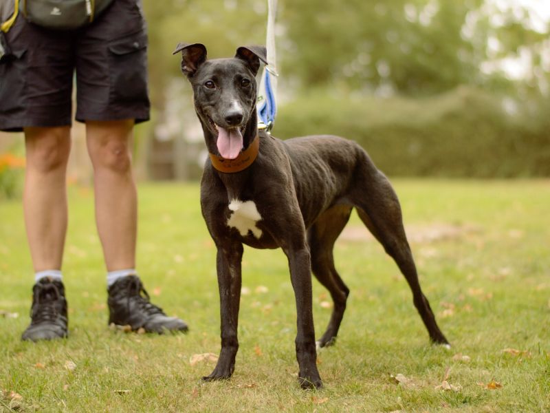 undefined | Lurcher | undefined - 6