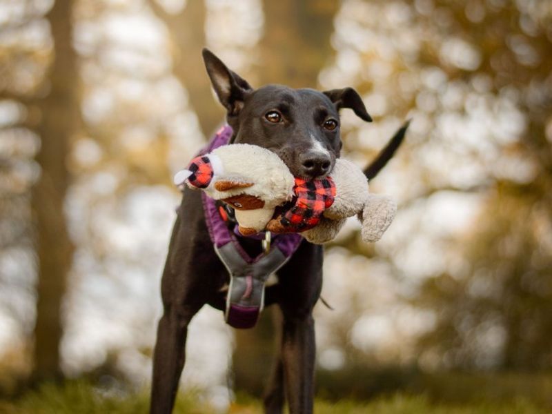 undefined | Lurcher | undefined - 2