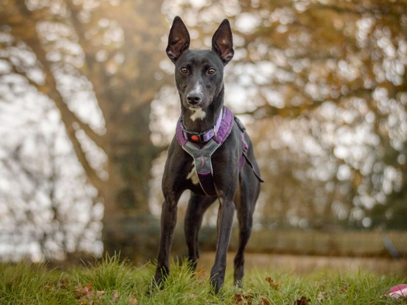 undefined | Lurcher | undefined - 8