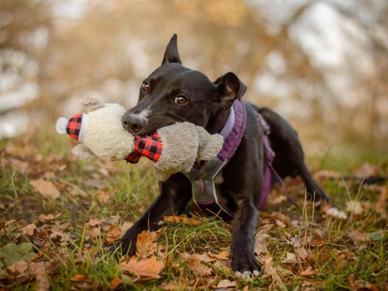 undefined | Lurcher | undefined - 3