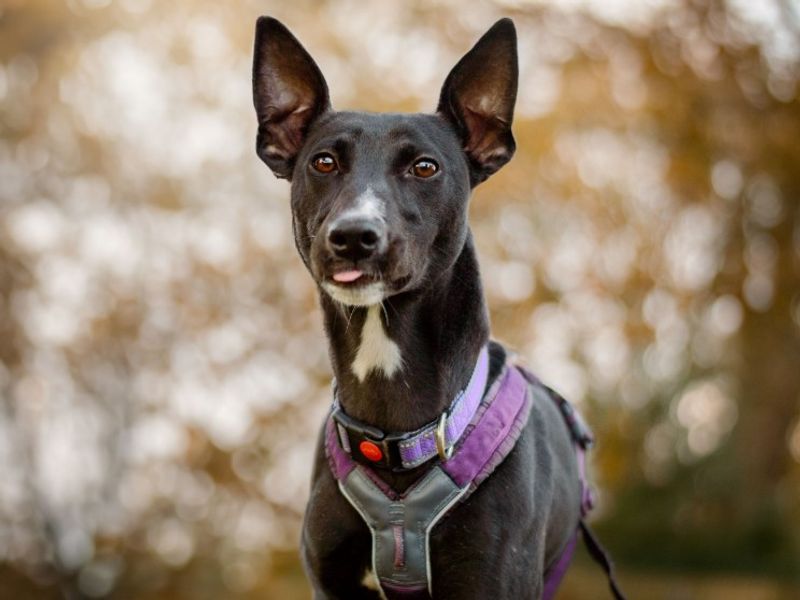 undefined | Lurcher | undefined - 9