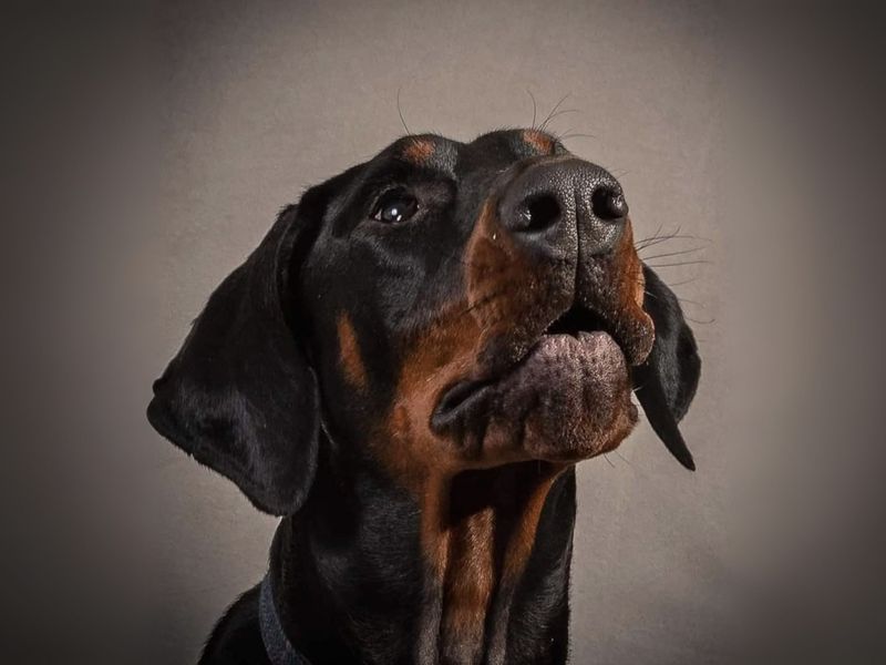 Doberman for adoption in Newbury, Berks – 5 years old