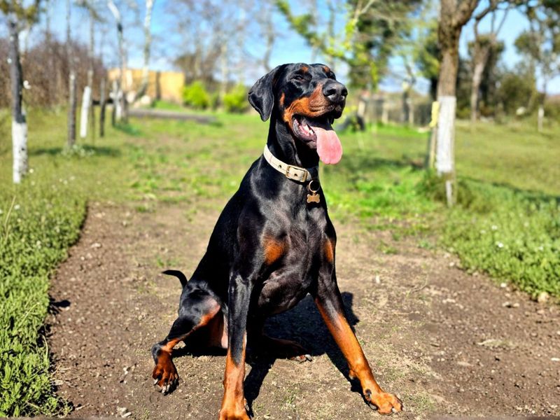 Doberman for adoption in Newbury, Berks – 6 years old - Image 3 of 5