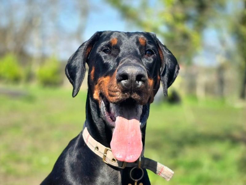 Doberman for adoption in Newbury, Berks – 6 years old - Image 4 of 5