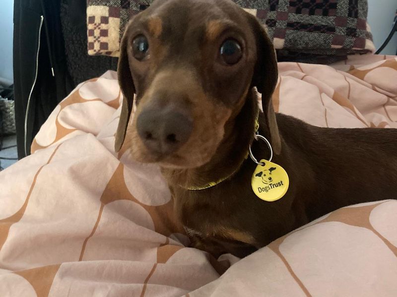 Dachshund for adoption in Mid Glamorgan, Wales – 8 years old