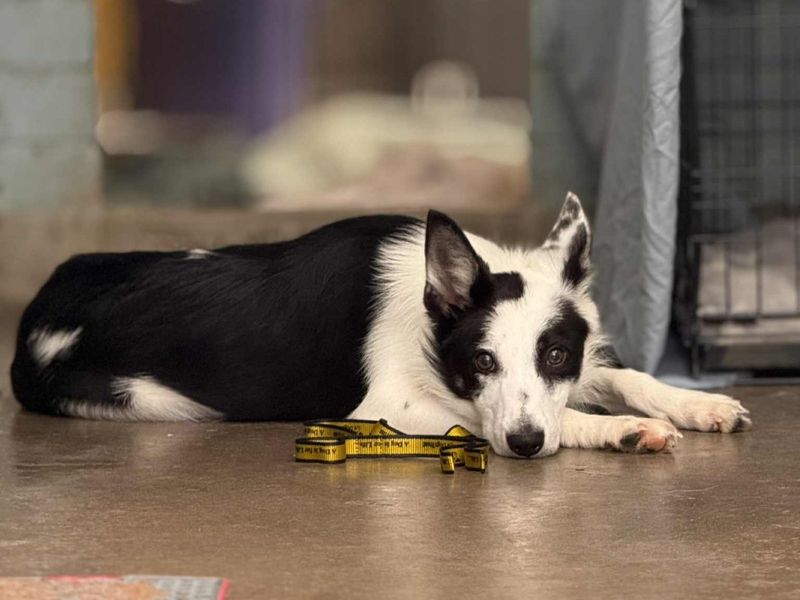 Border Collie for adoption in Kenilworth, Warks – 8 months old - Image 3 of 4