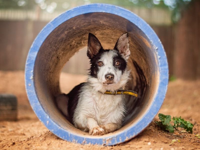 Border Collie for adoption in Kenilworth, Warks – 8 months old - Image 4 of 4
