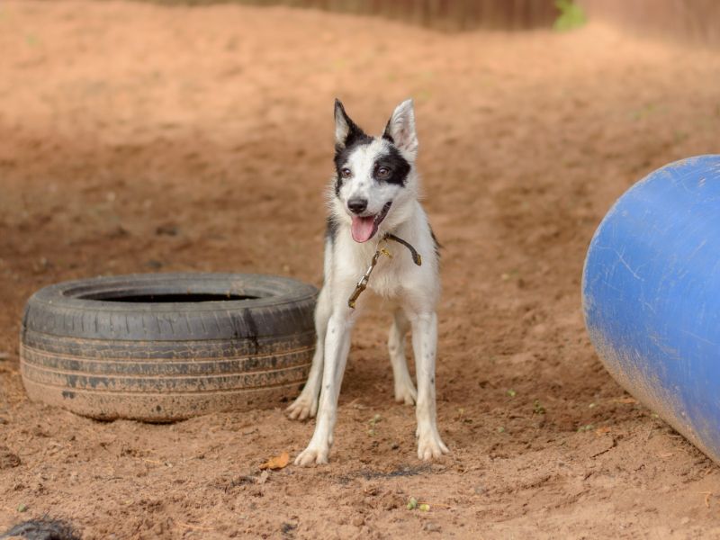 James | Collie (Border) | Kenilworth (West Midlands) - 1
