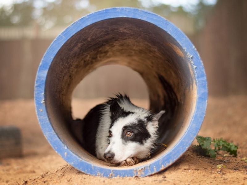 Border Collie for adoption in Kenilworth, Warks – 8 months old - Image 2 of 4