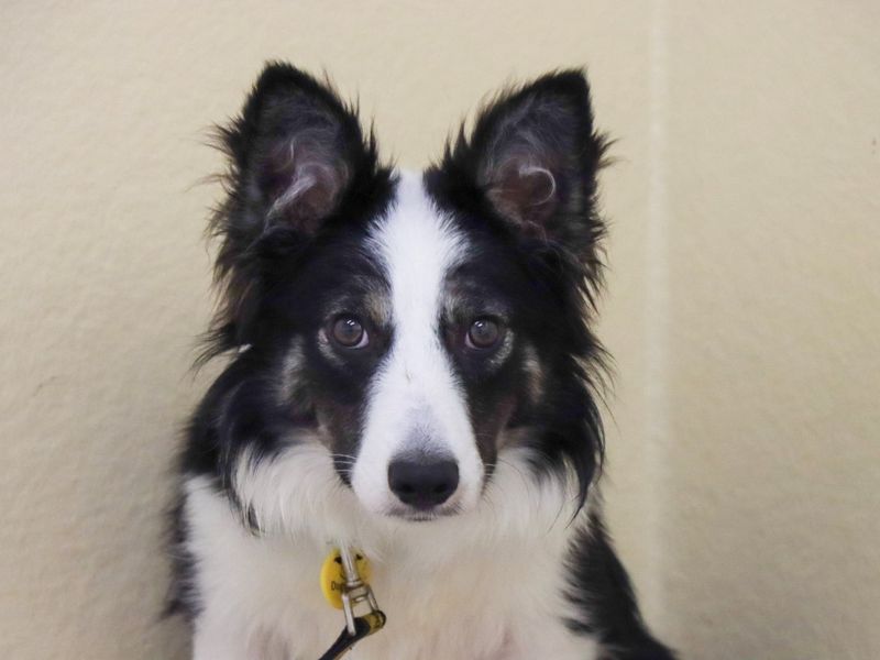 Border Collie for adoption in Evesham, Worcestershire – 7 months old