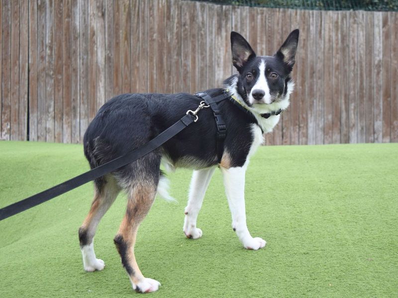Border Collie for adoption in Uxbridge, London – 9 months old