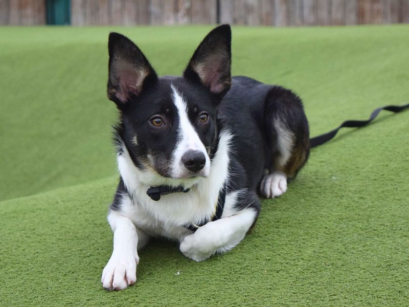Border Collie for adoption in Uxbridge, London – 9 months old - Image 2 of 2